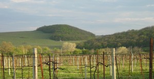 Chateau Le Grand Vostock Vineyards