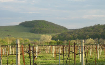 Russian Wine Country