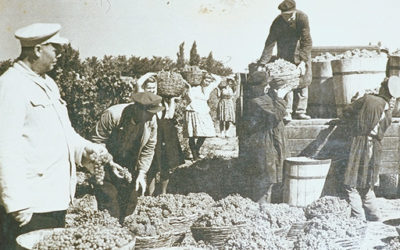 Stavropol Region Wines